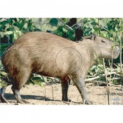 Blason Animalier LCC  PG capybara 2