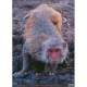 Blason Animalier LCC  PG macaque