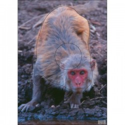 Blason Animalier LCC  PG macaque