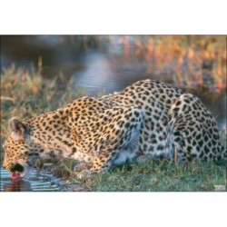 Blason Animalier LCC MG léopard qui boie