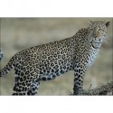 Blason Animalier LCC MG léopard